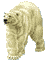 polar bear