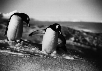 gentoo