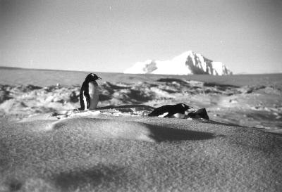 gentoo
